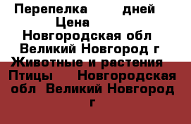 Перепелка 40-60 дней  › Цена ­ 100 - Новгородская обл., Великий Новгород г. Животные и растения » Птицы   . Новгородская обл.,Великий Новгород г.